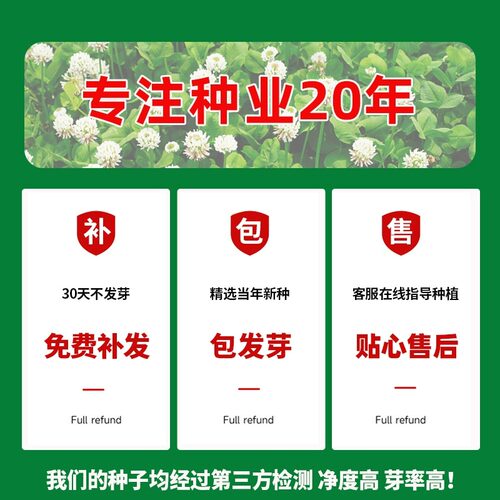 三叶草种子绿肥白三叶红三叶草籽幸运草四季常青护坡绿化草坪种籽 - 图3