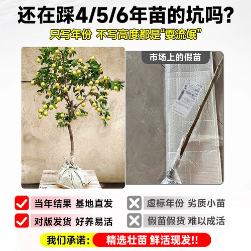 枣树活苗大枣超甜冬枣树苗地栽庭院盆栽矮化沾化枣南北方种植水果 - 图1