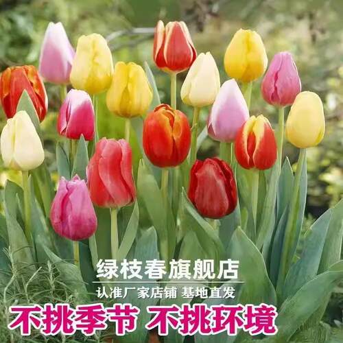 进口郁金香种球带芽5度球水培土养花卉室内盆栽植物开花种子耐寒 - 图1