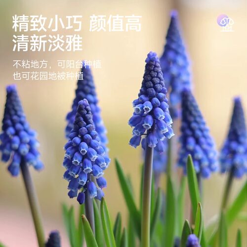 进口葡萄风信子种球水培土培套餐室内耐寒易活多年生盆栽花卉种子 - 图2