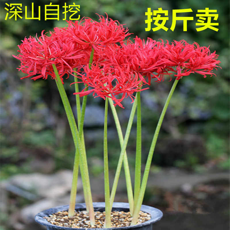 石蒜曼珠沙華 新人首單立減十元 22年2月 淘寶海外