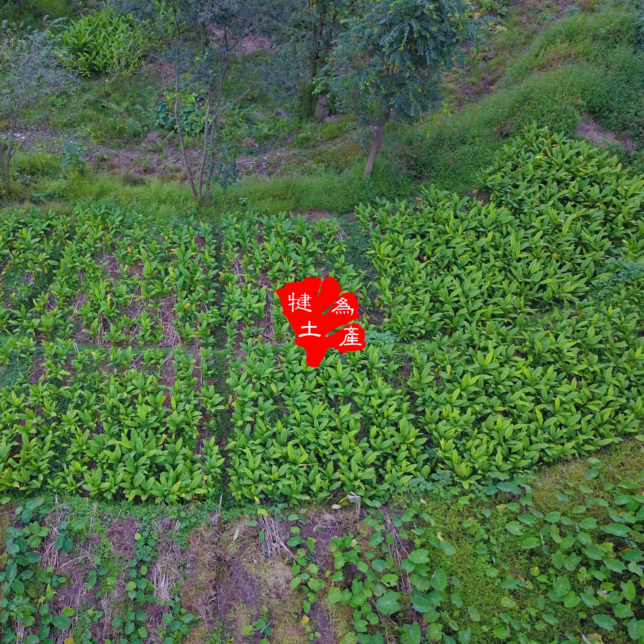 四川姜黄粉 犍为土特产 天然姜黄粉 红心姜黄姜药用食用产地直销 - 图2