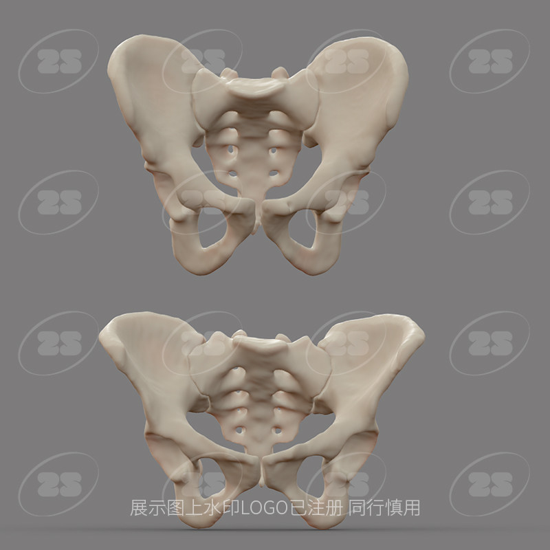 男女性盆骨骨骼骨头解剖生物OBJ医学3D模型blender建模C4D素材967 - 图0