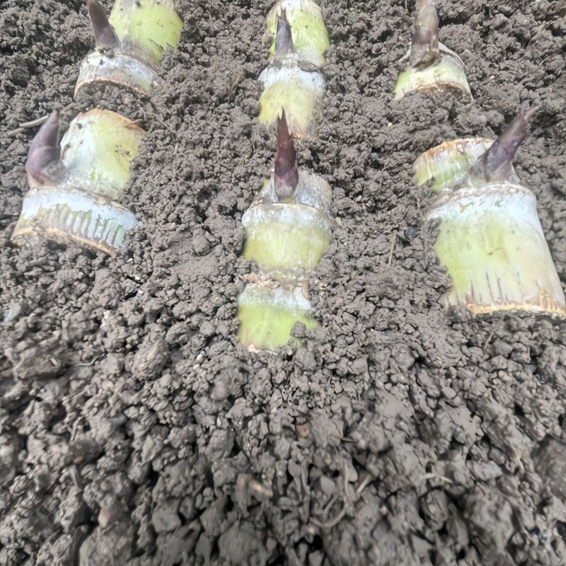 正品黄皮甘蔗种节盆栽正宗黄金水果甘蔗甘蔗新鲜薄皮青皮甘蔗尾巴,淘宝优惠券,粉丝福利购,淘宝优惠卷