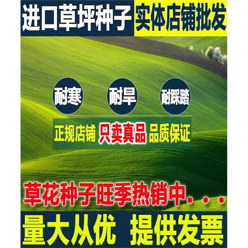 草坪种子美国四季青剪股颖狗牙根不修剪耐践踏庭院多年生护坡草籽 - 图1