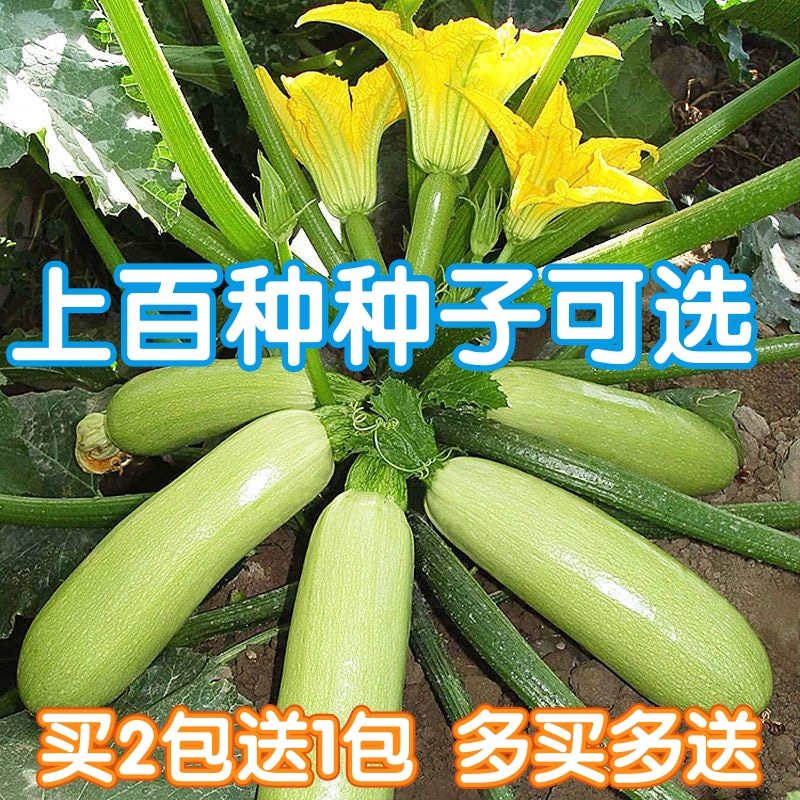 蔬菜种子四季玉米白菜萝卜西瓜香菜青菜黄瓜辣椒生菜小葱菠菜籽孑 - 图0