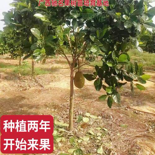 菠萝蜜苗泰国红肉菠萝8号12号印尼红肉菠萝香甜脆蜜广东木菠萝树 - 图0
