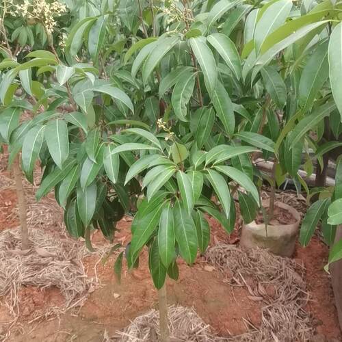 正品观音绿荔枝果苗八月马贵荔白糖罂营养杯苗带土带叶发货好成活 - 图1