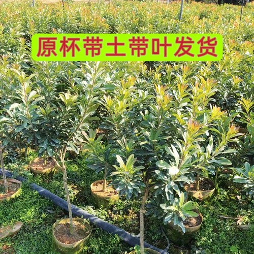 东魁杨梅苗黑炭杨梅果树水晶白梅早熟红杨梅抗寒耐热南北方可种植 - 图0
