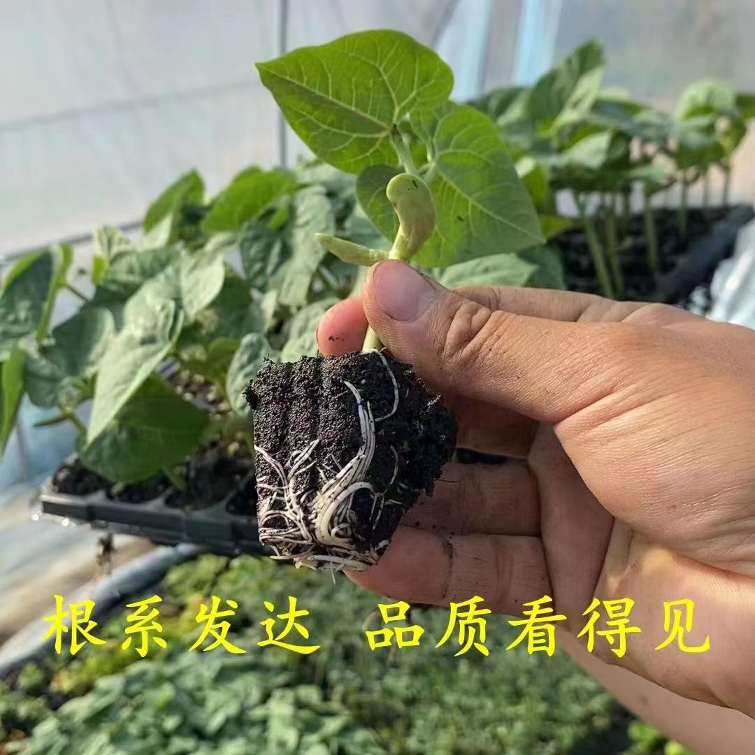 空心菜秧苗贝贝南瓜秋葵生菜豆角韭菜丝瓜茄子黑白玉米四季蔬菜苗 - 图3