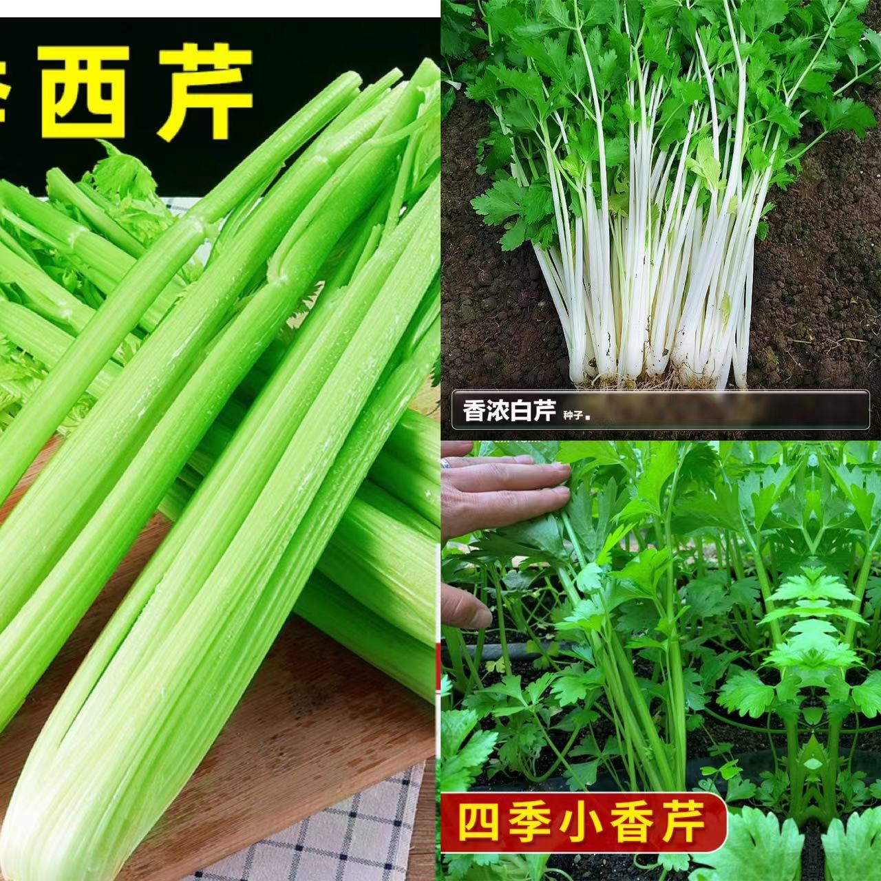 1各种蔬菜种子 农田菜园高产易种蔬菜白菜菜葱菠菜等种籽 - 图3