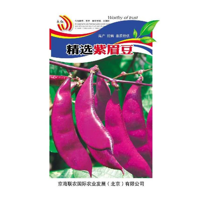 紫扁豆紫眉豆红眉豆种子红峨眉豆蔬菜阳台盆栽大田高产品种易发芽 - 图0