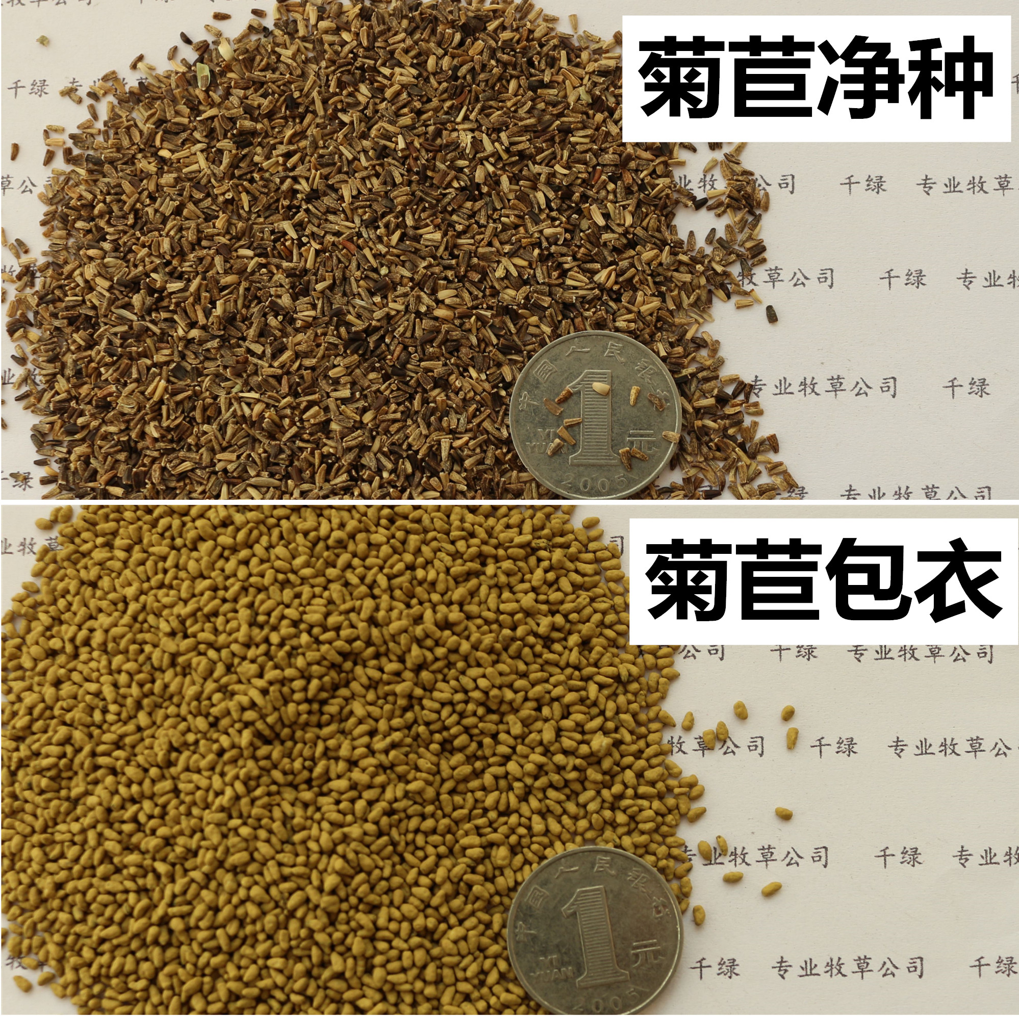 大叶菊苣种子阔叶牧草种籽草籽鸡鹅耐寒菜高蛋白猪草种四季多年生