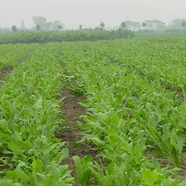 夏季高产牧草种子多年生苦荬菜种子鹅菜种子四季苦麦菜鸡鸭鹅种籽