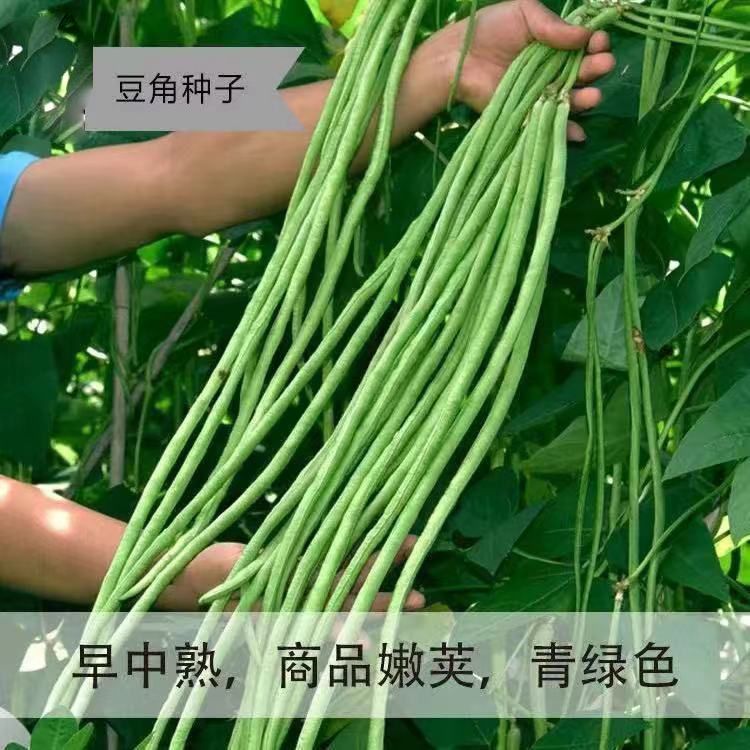 特长豆角摘不败高产豇豆种子春秋庭院田园易种蔬菜绿条四季豆种籽 - 图0