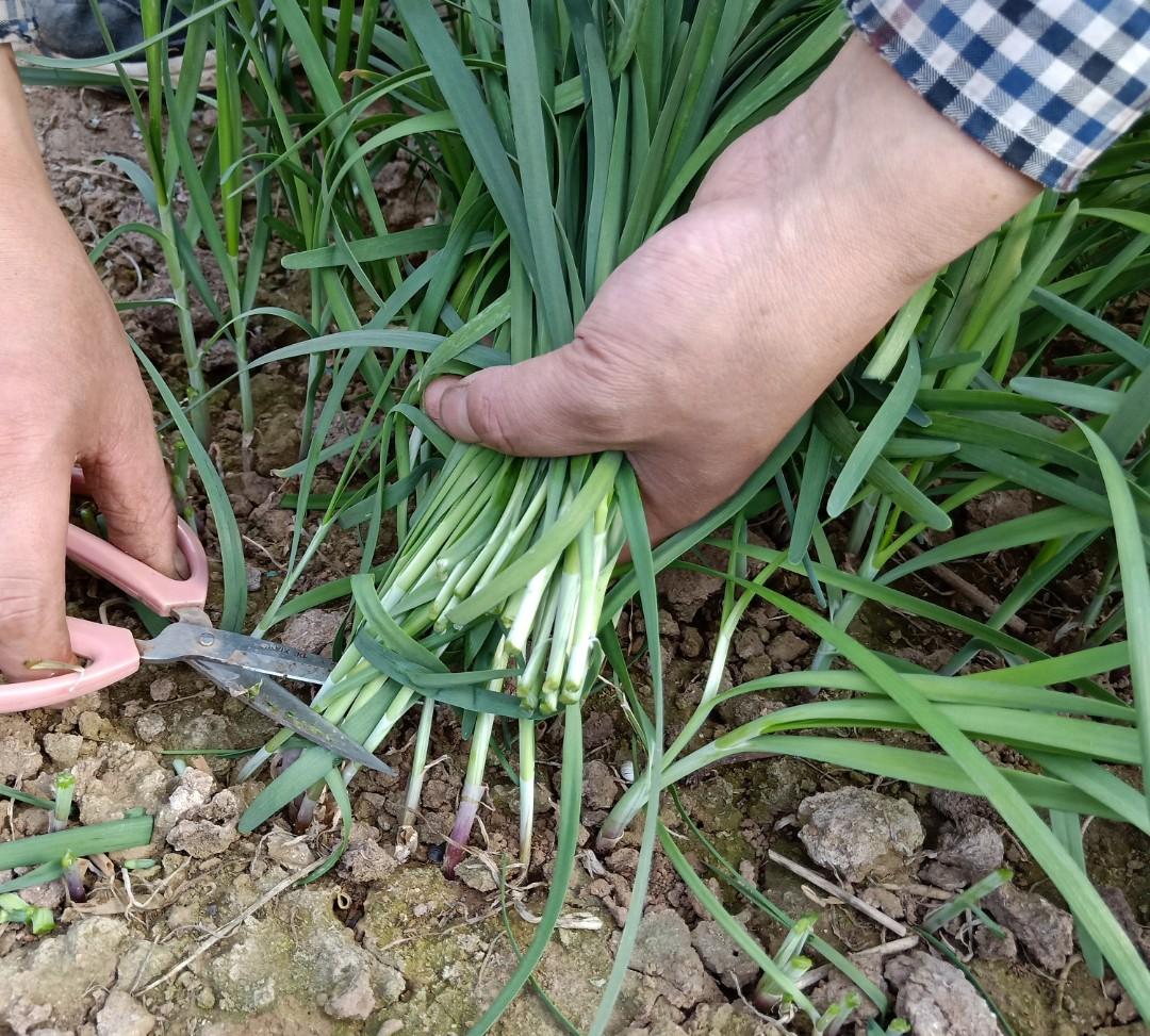 宽叶紫根韭菜种子 四季高产韭菜籽庭院阳台盆栽耐寒大叶蔬菜种子 - 图0