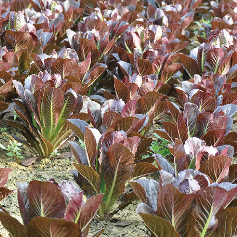 奶油紫孔雀生菜种子香麦菜春季秋季菜园阳台盆栽蔬菜种子紫生菜籽-图2