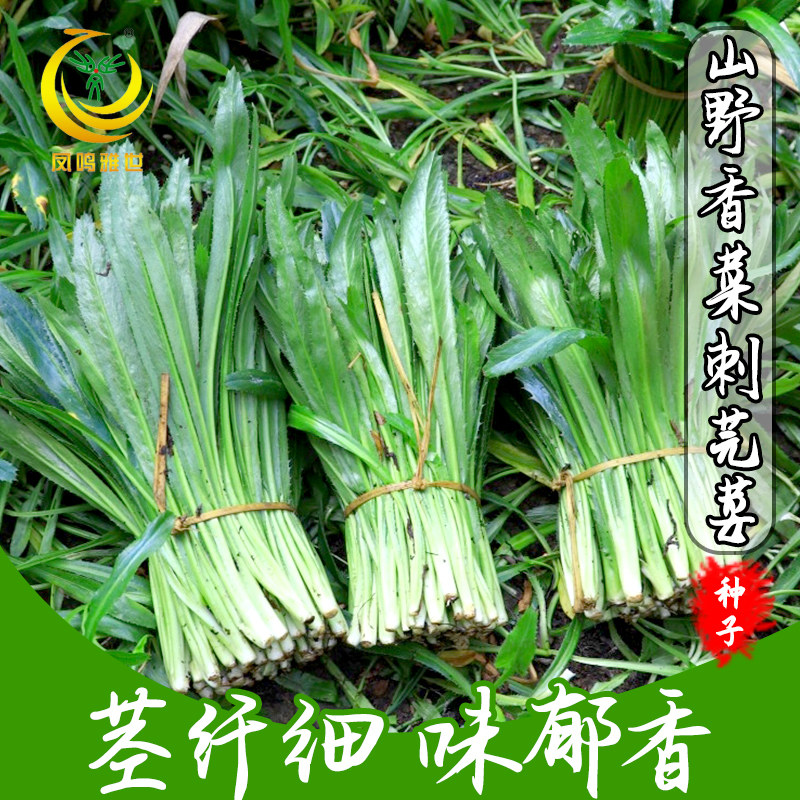 山野香菜种籽刺芫荽种子泰国种苗农家四季蔬菜菜籽种大全种孑易种,淘宝优惠券,粉丝福利购,淘宝优惠卷