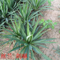 Ground by plant sisal silk linen greens seedlings resistant to drought and cold seasons Changqing fence guard guard slope plant patio