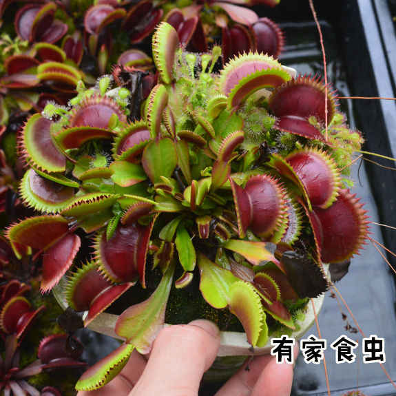 食虫植物食虫草 新人首单立减十元 22年3月 淘宝海外