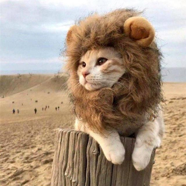 Funny Pet Small Dog Cat Costume Lion Mane Wig Cap Headgear F - 图2