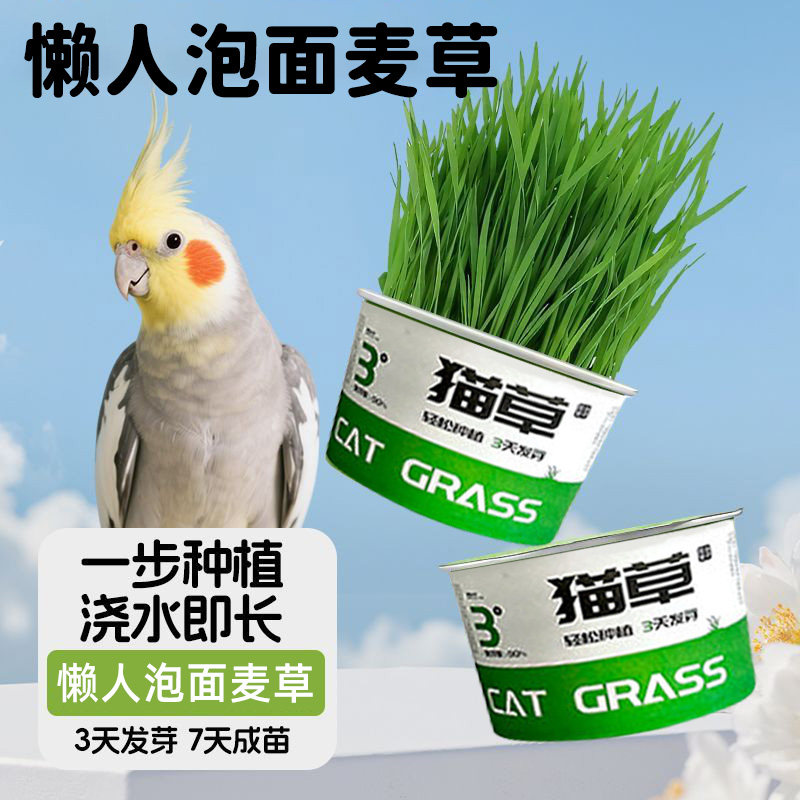 鹦鹉草零食鸟麦芽草鸟草啃咬谷物玄凤虎皮牡丹饲料谷子穗粮食猫草,淘宝优惠券,粉丝福利购,淘宝优惠卷