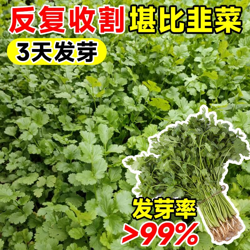 四季香菜籽种苗秋冬香菜盆栽大小叶芫荽种子阳台老品种香草菜种籽-图1