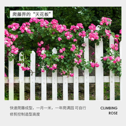 蔷薇花苗藤本月季特大花树庭院爬藤植物阳台花卉玫瑰盆栽多季开花 - 图2