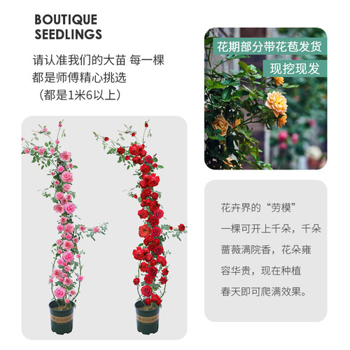 蔷薇花苗藤本月季特大花树庭院爬藤植物阳台花卉玫瑰盆栽多季开花 - 图1