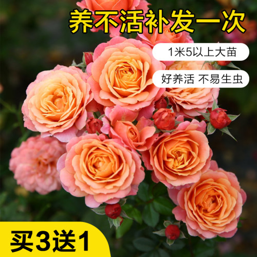 蔷薇藤本月季花苗特大花浓香型庭院四季爬藤植物盆栽阳台玫瑰爬墙 - 图0
