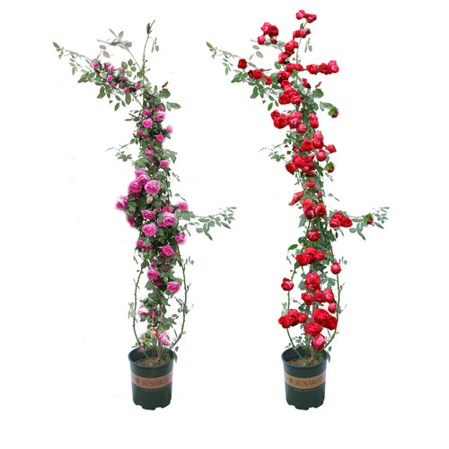 蔷薇藤本月季花苗特大花浓香型庭院四季爬藤植物盆栽阳台玫瑰爬墙 - 图3