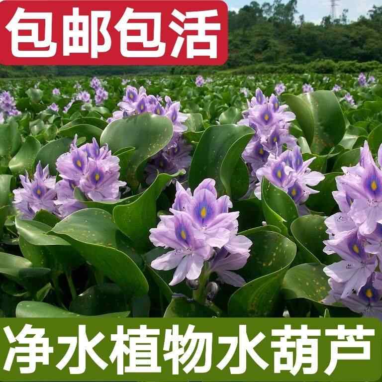 鱼缸浮草水草 新人首单立减十元 22年10月 淘宝海外