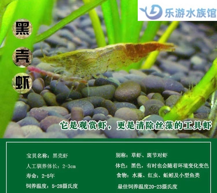 黑壳虾除藻大号观赏虾工具乌龟宠物活体饲料包邮损水族箱鱼缸冷水,淘宝优惠券,粉丝福利购,淘宝优惠卷