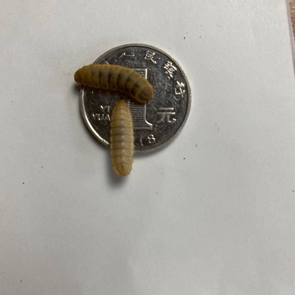 黑水虻活体幼虫鱼饵通杀野钓黑坑大物尤物专攻黄辣丁鲶鱼通用鱼饵,淘宝优惠券,粉丝福利购,淘宝优惠卷