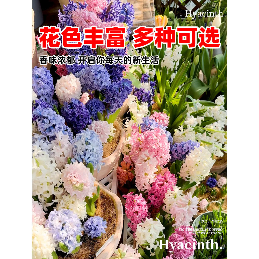 进口风信子种球水养土培冬季水培带芽耐寒易活花卉盆栽植物室内花,淘宝优惠券,粉丝福利购,淘宝优惠卷