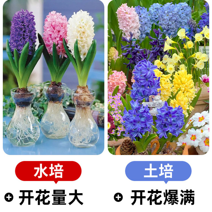 进口风信子种球水养土培冬季水培带芽耐寒易活花卉盆栽植物室内花,淘宝优惠券,粉丝福利购,淘宝优惠卷