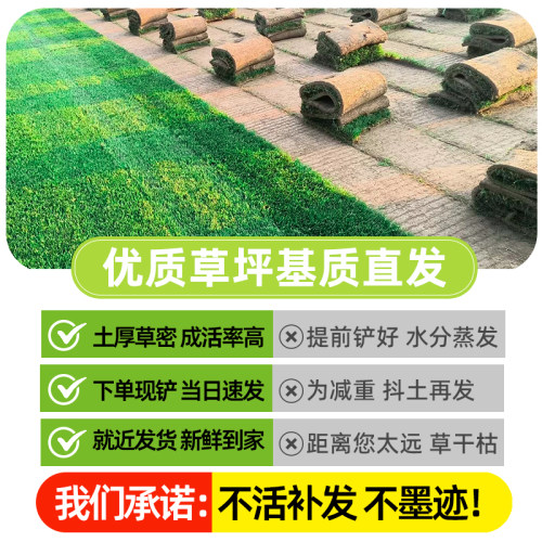草皮真草坪带泥土庭院别墅台湾草马尼拉草皮带土绿化四季青果岭草 - 图1