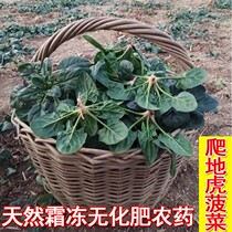 Now Dig Vegetable Countryside Open-air Frost Beat Spinach Groggled Spinach Short Footed Spinach Fresh Red Root Spinach