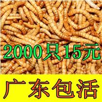 rep-shop corner frog grain gold green corner bulls non-bull feed frogs food frogs food non sudo