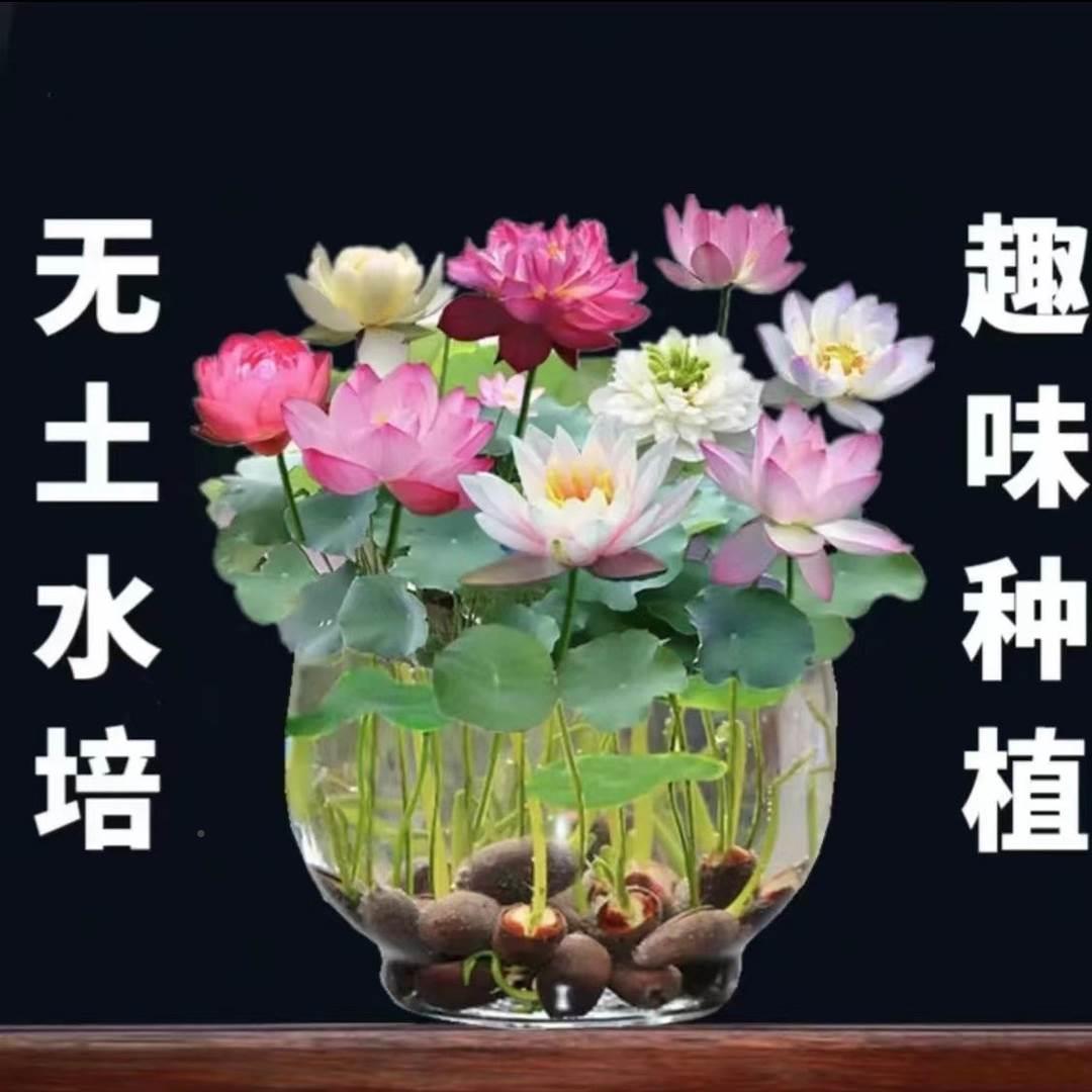 【水培盆栽荷花】无土水培盆栽种子盆栽水养生水莲花四季开花-图0