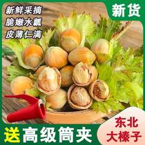 23 years fresh great hazelnut new stock Northeastern wild not with green leather Shuinshui Rinyu Rinyu Peel Raw Hazelnut 5 Cati