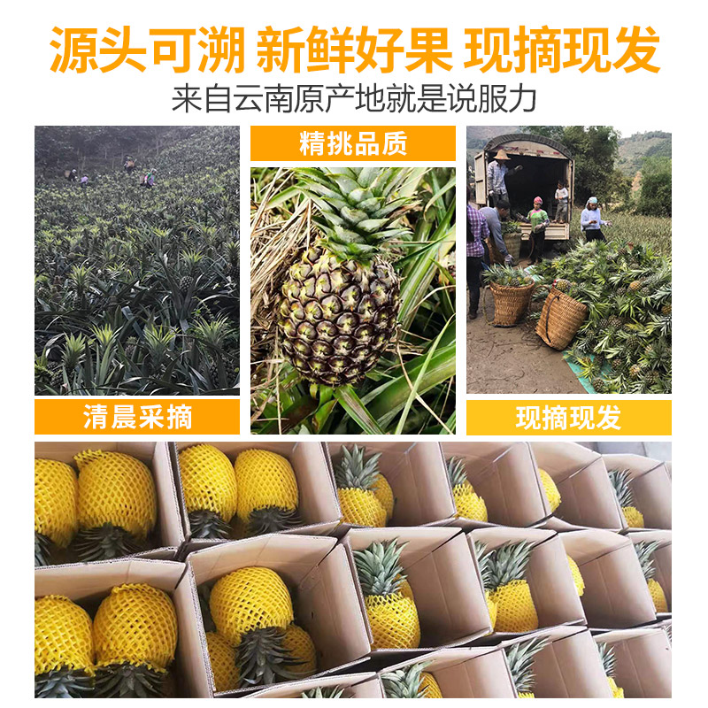 云南香水牛奶凤梨新鲜水果9斤热带应当季水果手撕菠萝包邮波罗 - 图1