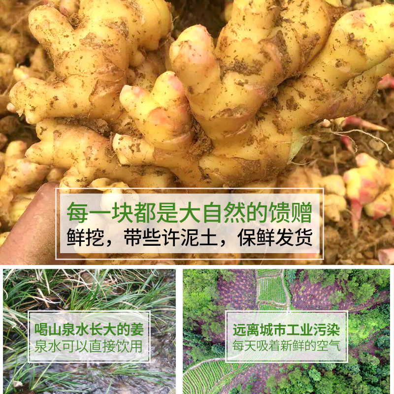 2024新鲜现挖小黄姜新鲜生姜老姜母农家自种沙姜嫩姜食用蔬菜云南 - 图3