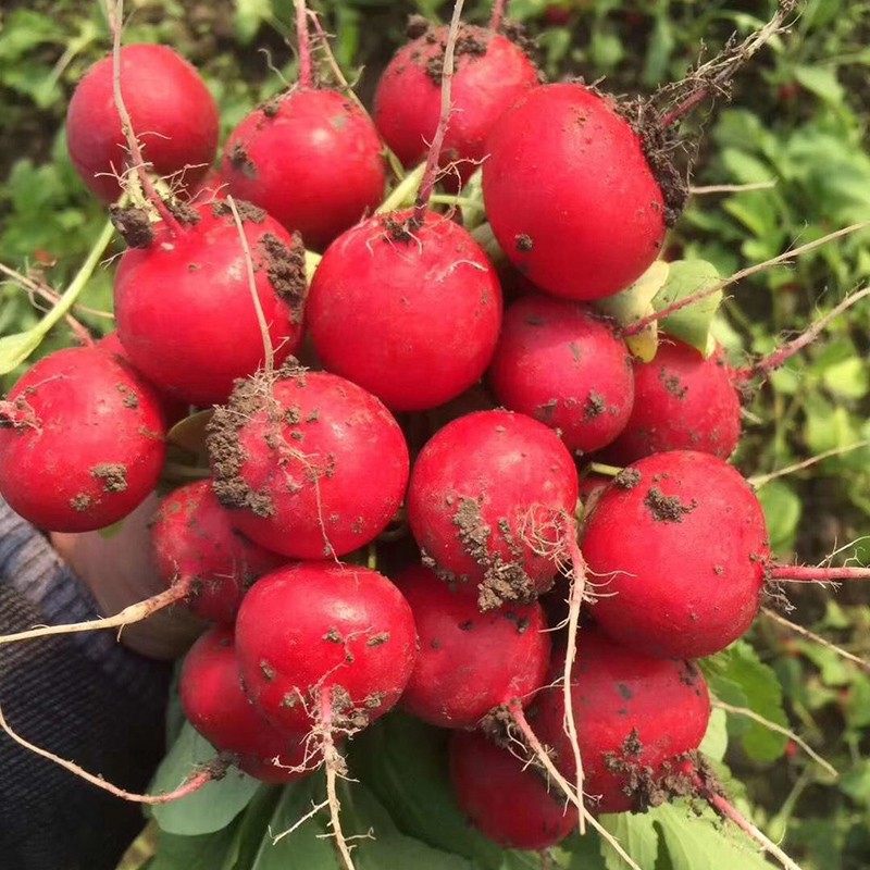 新鲜樱桃萝卜5-9斤迷你小红萝卜水果圆萝卜生吃新鲜蔬菜沙拉食材,淘宝优惠券,粉丝福利购,淘宝优惠卷