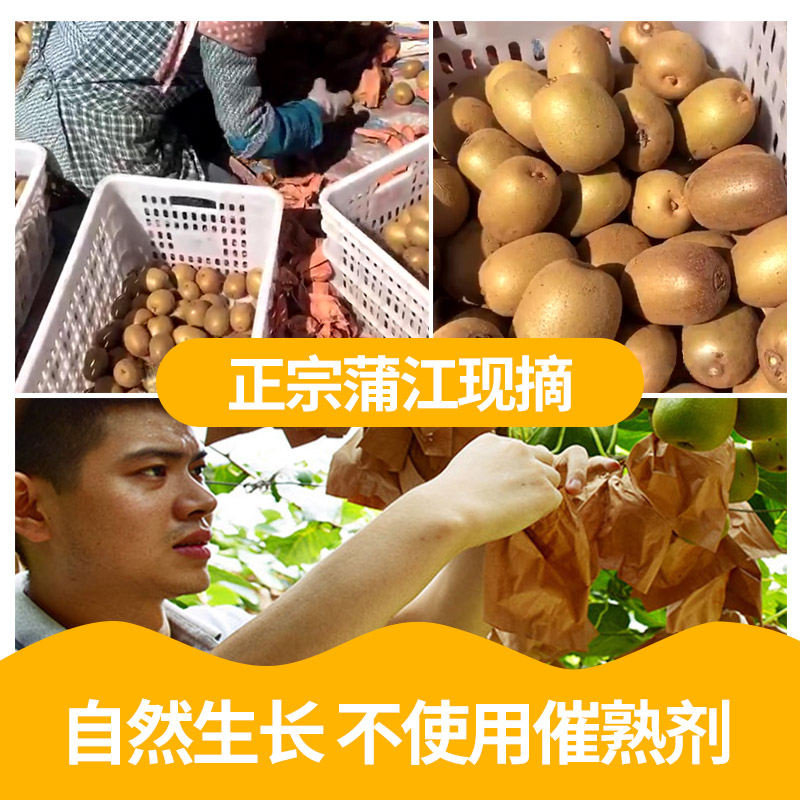  果乡趣奇异果/猕猴桃