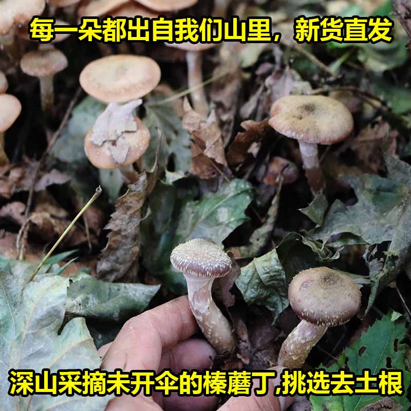 2025榛蘑东北野生蘑菇丁干货黑龙江特产山珍小鸡炖香菇头无根新货 - 图2