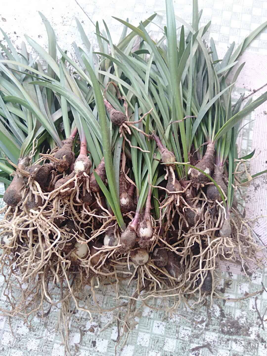 紫根兰开花紫根兰乔治百合紫根兰种子 花卉红心白心混合