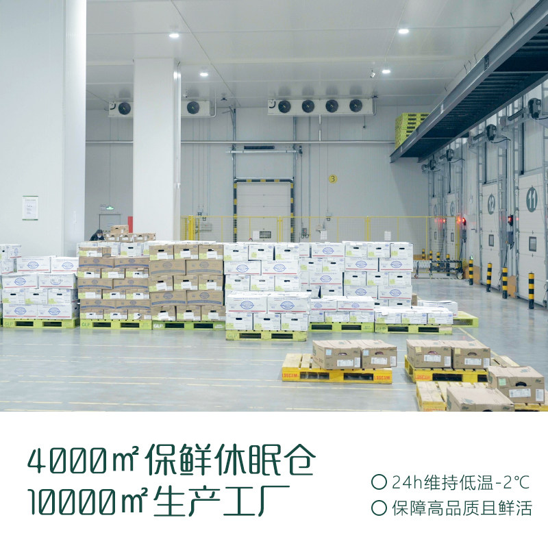 茶元子高海拔昆仑山雪菊泡茶泡水喝花茶原材料养生茶原料代用茶,淘宝优惠券,粉丝福利购,淘宝优惠卷