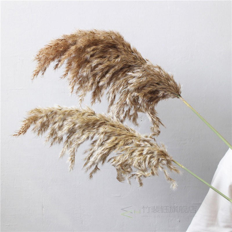 10 Pcs Pampas Grass Real Dried Plants Decor Wedding Flower-图0