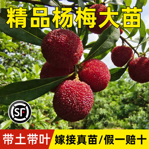 仙居东魁杨梅树树苗南方嫁接水晶水果树果苗早熟特大东槐当年结果 - 图3